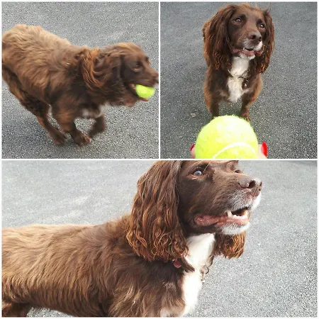 לינה וארוחת בוקר Walkers Nest קרלינגפורד