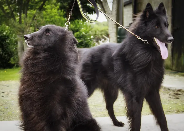 Oda ve Kahvaltı Walkers Nest 3*